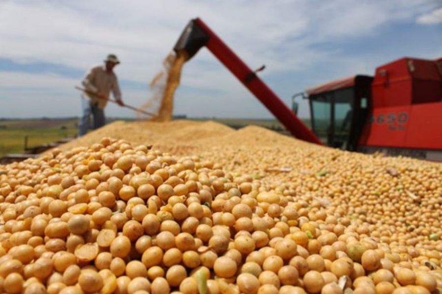 Imagem: Cultivo de soja Exportações de soja registram recorde em Mato Grosso